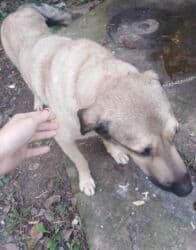 APRIL ZA POMOĆ Nestao pas oko 12h u Ponedeljak ima vec skoro pet dana na lalafo.rs APRIL ZA POMOĆ Nestao pas oko 12h u Ponedeljak ima vec skoro pet dana