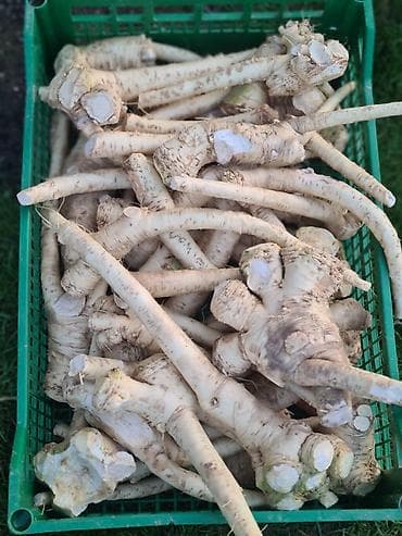 Houseplants: Ren u korenu na prodaju,cena 500din at lalafo.rs — 3 Houseplants: Ren u korenu na prodaju,cena 500din — 3