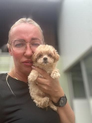 Maltipoo vrhunske genetike u registrovanoj odgaivacnici Bahu Djokovic at lalafo.rs — 5 Maltipoo vrhunske genetike u registrovanoj odgaivacnici Bahu Djokovic — 5