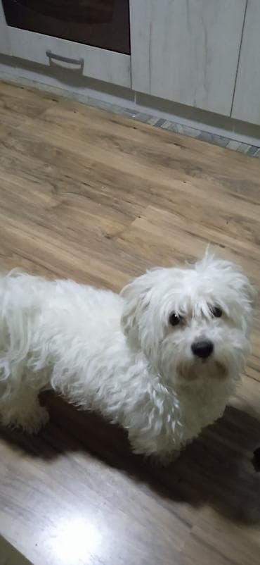 zenske broj: Poklanjam maltezerku, staru 3,5 godine, bele boje. - Pol: ženka - at lalafo.rs — 2 zenske broj: Poklanjam maltezerku, staru 3,5 godine, bele boje. - Pol: ženka - — 2