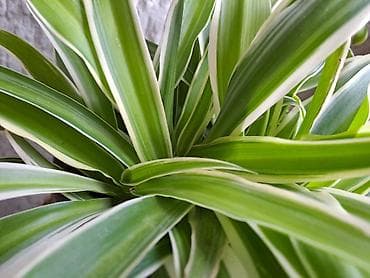 Palma Phoenix, semena, pakovanje 5 komada sa prve slike je 600 dinara na lalafo.rs — 4 Palma Phoenix, semena, pakovanje 5 komada sa prve slike je 600 dinara — 4