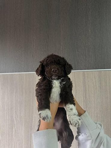 zenske broj: U ponudi stenci rase lagoto romanjolo ostenjeni 02.09 muzijaci i at lalafo.rs — 3 zenske broj: U ponudi stenci rase lagoto romanjolo ostenjeni 02.09 muzijaci i — 3