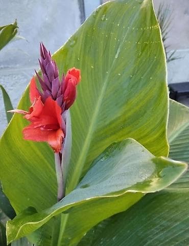Lukovice crvene kane (Canna indica) – snažan ukras za baštu i velike na lalafo.rs Lukovice crvene kane (Canna indica) – snažan ukras za baštu i velike