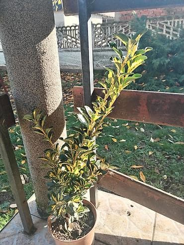 Home & Garden: Fikus elastika (Ficus elastica) u saksiji - Sobna biljka sa krupnim at lalafo.rs — 6 Home & Garden: Fikus elastika (Ficus elastica) u saksiji - Sobna biljka sa krupnim — 6