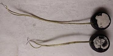 Auto zvucnici visokotonci 3,5 cm.polovni i ispravni na lalafo.rs — 1 Auto zvucnici visokotonci 3,5 cm.polovni i ispravni — 1