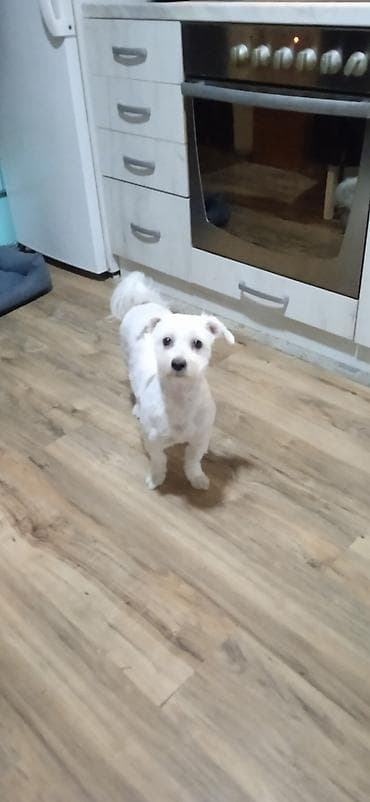 zenske broj: Poklanjam maltezerku, staru 3,5 godine, bele boje. - Pol: ženka - at lalafo.rs — 1 zenske broj: Poklanjam maltezerku, staru 3,5 godine, bele boje. - Pol: ženka - — 1