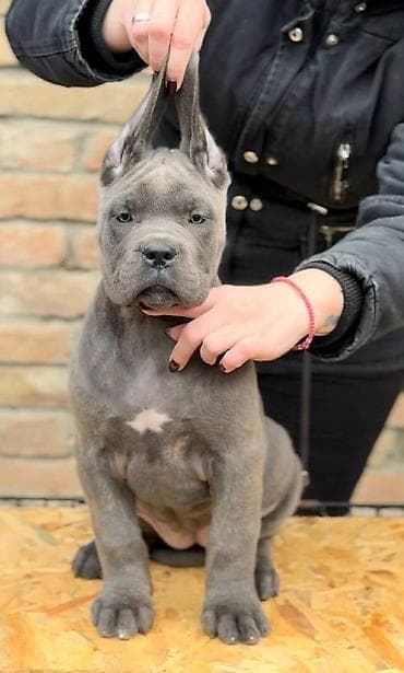 zenske broj: Cane Corso, zenke dostupne, od genetski testiranih roditelja vrhunskog at lalafo.rs — 1 zenske broj: Cane Corso, zenke dostupne, od genetski testiranih roditelja vrhunskog — 1