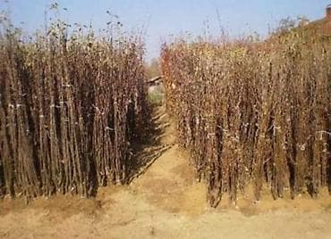 RASADNIK NASTIC SAŠE prodaja voćnih sadnica za prolećnu sadnju VOCNE na lalafo.rs RASADNIK NASTIC SAŠE prodaja voćnih sadnica za prolećnu sadnju VOCNE