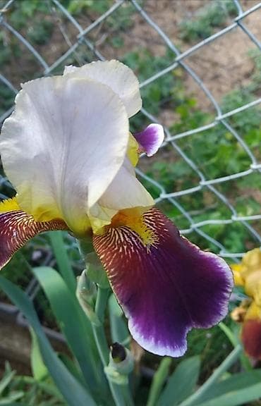 Seme ukrasnog cveća – više vrsta - Perena sapunjača (Saponaria na lalafo.rs — 4 Seme ukrasnog cveća – više vrsta - Perena sapunjača (Saponaria — 4