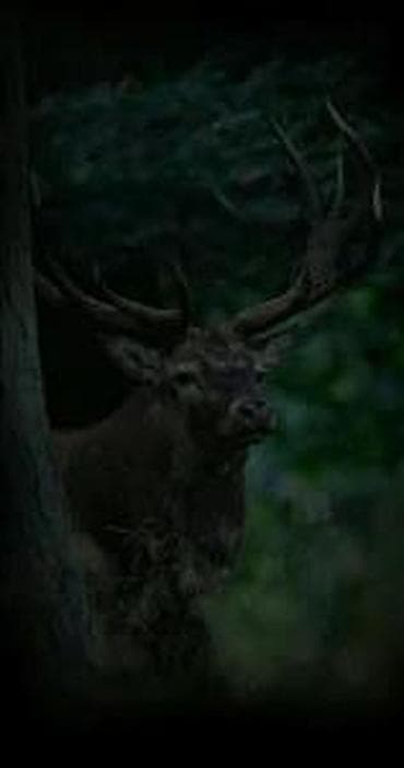 Kamera 4G SIM GPS Lovačka Solarna dual camera 30mpx. 8MP Trail Camera na lalafo.rs — 9 Kamera 4G SIM GPS Lovačka Solarna dual camera 30mpx. 8MP Trail Camera — 9