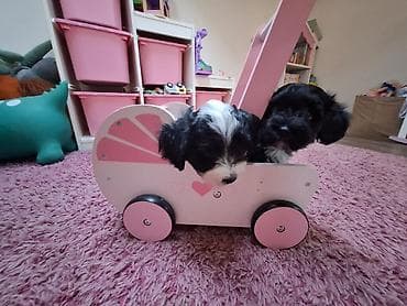 Na prodaju štenci havanskog bišona, stari mesec i po. Primili prvu na lalafo.rs Na prodaju štenci havanskog bišona, stari mesec i po. Primili prvu