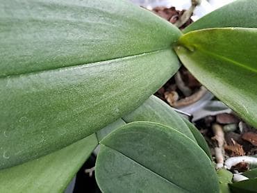 Sanseverije sa prve tri slike su 800, Orhideje sa cetvrte i pete su na lalafo.rs — 5 Sanseverije sa prve tri slike su 800, Orhideje sa cetvrte i pete su — 5