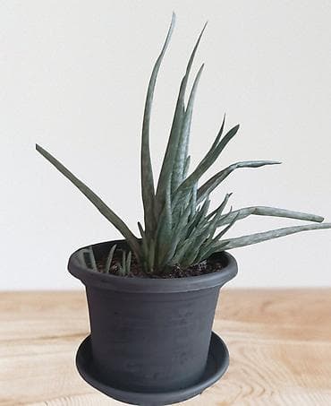 Aloja vera (Aloe vera) u plastičnoj saksiji sa podloškom. - Prečnik na lalafo.rs Aloja vera (Aloe vera) u plastičnoj saksiji sa podloškom. - Prečnik