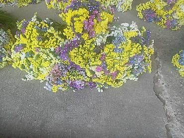 🌸 Statica suvo cvece
Buket za samo 🌸❌ at lalafo.rs — 2 🌸 Statica suvo cvece
Buket za samo 🌸❌ — 2