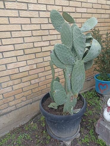 Coal and wood: Kaktusi razni vrsta i veličina, preuzimanje lično i dogovor at lalafo.rs — 5 Coal and wood: Kaktusi razni vrsta i veličina, preuzimanje lično i dogovor — 5