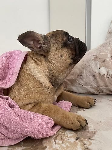 za svaki dan: Dostupni vrhunski štenci francuskog buldoga Na raspolaganju jos dva at lalafo.rs — 6 za svaki dan: Dostupni vrhunski štenci francuskog buldoga Na raspolaganju jos dva — 6