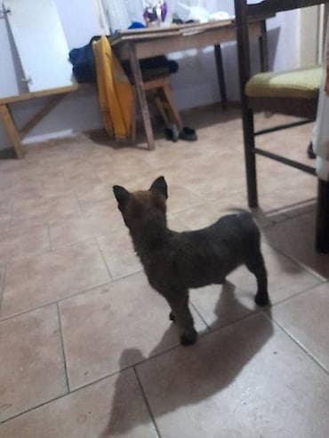 Belgijski ovčar MALINOA štenci Na prodaju štenci Belgijskog ovčara at lalafo.rs — 5 Belgijski ovčar MALINOA štenci Na prodaju štenci Belgijskog ovčara — 5