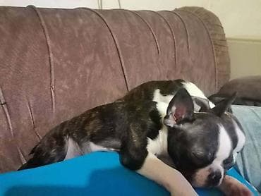 dve suknje po: Boston terijer dve devojčice I tri dečaka, traže novi dom, veoma at lalafo.rs — 6 dve suknje po: Boston terijer dve devojčice I tri dečaka, traže novi dom, veoma — 6