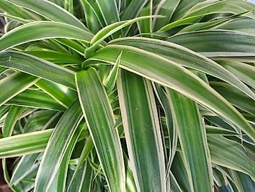 Chlorophytum, velike biljke u saksijama, Chlorophytum sa prve slike na lalafo.rs — 3 Chlorophytum, velike biljke u saksijama, Chlorophytum sa prve slike — 3