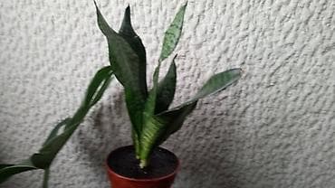 Sanseverije sa prve i trece slike su 800, Yucca, Drvo Zivota, dva na lalafo.rs — 1 Sanseverije sa prve i trece slike su 800, Yucca, Drvo Zivota, dva — 1