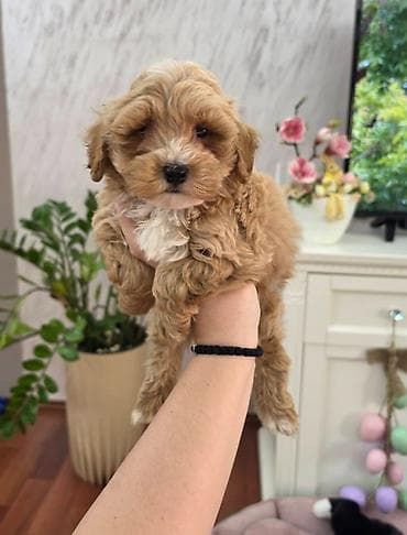 Maltipoo stenci spremni su za preuzimanje. Mama je maltezer malog na lalafo.rs Maltipoo stenci spremni su za preuzimanje. Mama je maltezer malog