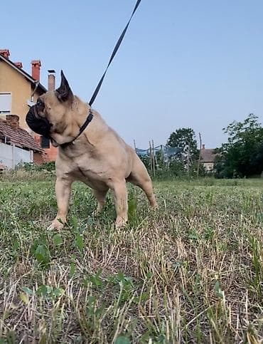 za svaki dan: Mužjak francuskog buldoga dostupan za parenje Poseduje kompletnu at lalafo.rs — 2 za svaki dan: Mužjak francuskog buldoga dostupan za parenje Poseduje kompletnu — 2