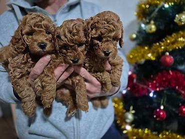 Prelepe 3 devojčice u ponudi. Crvene pudle stare 8 nedelja, vesele at lalafo.rs — 2 Prelepe 3 devojčice u ponudi. Crvene pudle stare 8 nedelja, vesele — 2