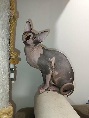 Mačak SPHYNX dostupan za parenje Mlad i iskusan mačak rase SPHYNX na lalafo.rs Mačak SPHYNX dostupan za parenje Mlad i iskusan mačak rase SPHYNX