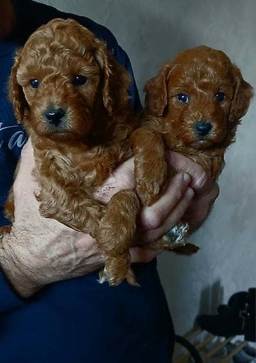 Prelepi štenci crvene pudle 3 devojčice i 1 dečak stari 6 nedelja na lalafo.rs Prelepi štenci crvene pudle 3 devojčice i 1 dečak stari 6 nedelja