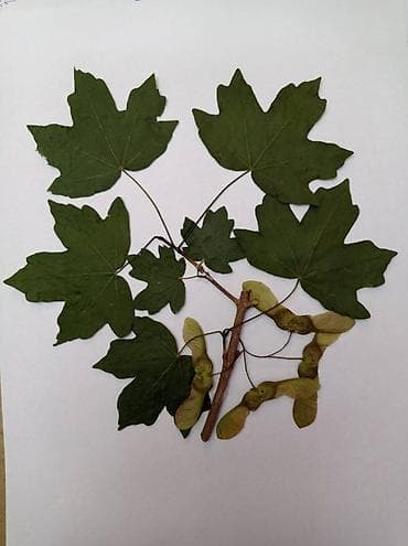 Art & Collectibles: Herbarijumi za fakultete, srednje i osnovne škole -NOVO Ispresovane at lalafo.rs — 7 Art & Collectibles: Herbarijumi za fakultete, srednje i osnovne škole -NOVO Ispresovane — 7