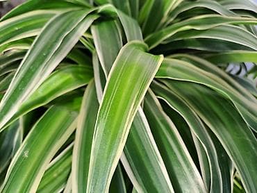 Chlorophytum, velike biljke u saksijama, Chlorophytum sa prve slike na lalafo.rs — 6 Chlorophytum, velike biljke u saksijama, Chlorophytum sa prve slike — 6