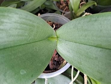 Palma Phoenix, semena, pakovanje 5 komada sa prve slike je 600 dinara na lalafo.rs — 10 Palma Phoenix, semena, pakovanje 5 komada sa prve slike je 600 dinara — 10