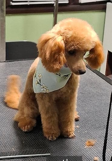 Psi: Mlada ženka 18 meseci prodaje se zbog selidbe ; čipovana FCI na lalafo.rs Psi: Mlada ženka 18 meseci prodaje se zbog selidbe ; čipovana FCI