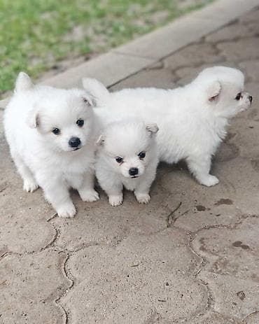 Nemački špic, štenci snežno bele boje, sitne građe, ženskog pola na lalafo.rs Nemački špic, štenci snežno bele boje, sitne građe, ženskog pola