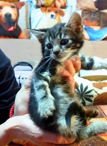 Mačke: Mali, neodoljivi tigrić iz Zemuna priželjkuje mesto u nečijem srcu na lalafo.rs Mačke: Mali, neodoljivi tigrić iz Zemuna priželjkuje mesto u nečijem srcu