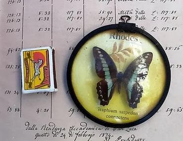 Vintage Graphium Sarpedon Metalni Ram Taxidermy. Prelep, prepariran na lalafo.rs Vintage Graphium Sarpedon Metalni Ram Taxidermy. Prelep, prepariran