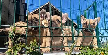 za svaki dan: Dostupni vrhunski štenci francuskog buldoga Na raspolaganju jos dva at lalafo.rs — 2 za svaki dan: Dostupni vrhunski štenci francuskog buldoga Na raspolaganju jos dva — 2