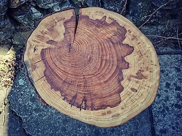 Klub sto ručni rad panj unikat unikat nauljen 36*44 i visina 48 cm na lalafo.rs Klub sto ručni rad panj unikat unikat nauljen 36*44 i visina 48 cm