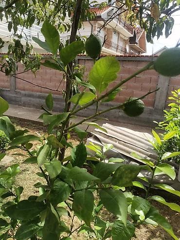 Stablo limuna, sa plodom, u cvetu. vise komada na lalafo.rs — 2 Stablo limuna, sa plodom, u cvetu. vise komada — 2