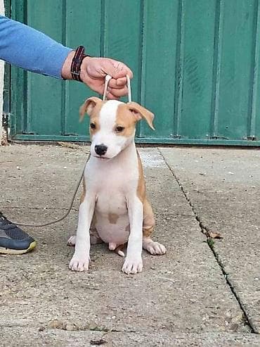 zenske broj: Američki Stafordski terijer štenci Odgajivačnica Eternal Kingdom ima at lalafo.rs — 7 zenske broj: Američki Stafordski terijer štenci Odgajivačnica Eternal Kingdom ima — 7