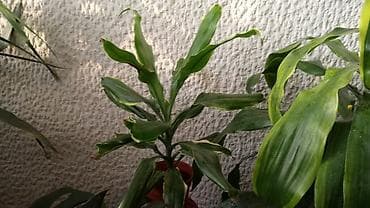 Dracena White Bird, Golden Coast, Compacta, lepe, kvalitetne biljke na lalafo.rs — 2 Dracena White Bird, Golden Coast, Compacta, lepe, kvalitetne biljke — 2