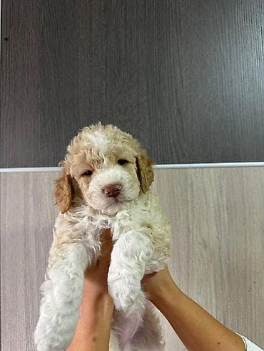 zenske broj: U ponudi stenci rase lagoto romanjolo ostenjeni 02.09 muzijaci i at lalafo.rs — 1 zenske broj: U ponudi stenci rase lagoto romanjolo ostenjeni 02.09 muzijaci i — 1