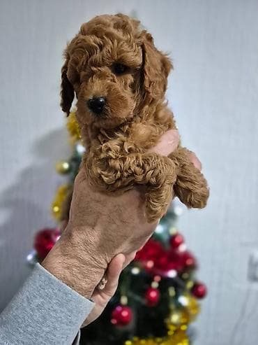 Prelepe 3 devojčice u ponudi. Crvene pudle stare 8 nedelja, vesele at lalafo.rs — 3 Prelepe 3 devojčice u ponudi. Crvene pudle stare 8 nedelja, vesele — 3