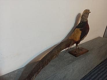 Art & Collectibles: Preparirani zlatni fazan u odličnom stanju - bez vidljivih oštećenja at lalafo.rs — 6 Art & Collectibles: Preparirani zlatni fazan u odličnom stanju - bez vidljivih oštećenja — 6