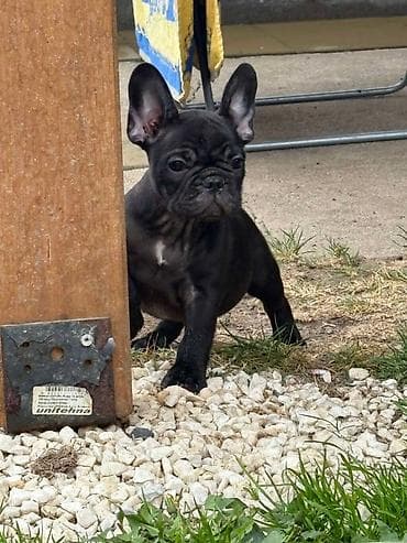 zenske broj: Odgajivačnica francuskih buldoga “THE BEST EDITION” predstavlja at lalafo.rs — 2 zenske broj: Odgajivačnica francuskih buldoga “THE BEST EDITION” predstavlja — 2