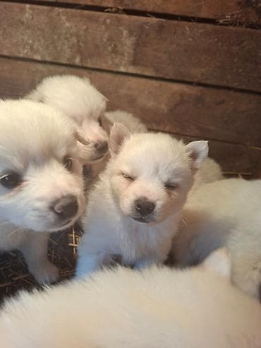 Продајем кучиће Немачког шпица 70е na lalafo.rs Продајем кучиће Немачког шпица 70е