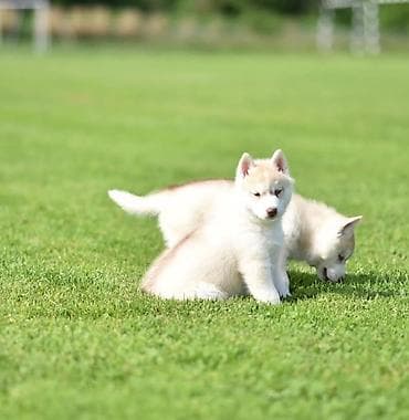zenske broj: Prelepi štenci sibirskog haskija na prodaju. U ponudi štenci sibirskog at lalafo.rs — 3 zenske broj: Prelepi štenci sibirskog haskija na prodaju. U ponudi štenci sibirskog — 3