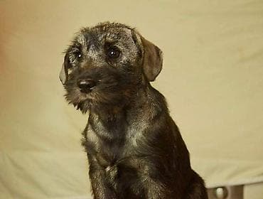 zenske original guess: Srednji šnaucer, ženska štenad Na prodaju ženska štenad srednjeg na lalafo.rs — 2 zenske original guess: Srednji šnaucer, ženska štenad Na prodaju ženska štenad srednjeg — 2