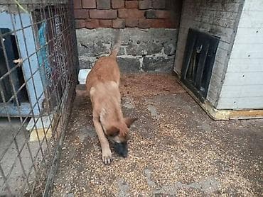 zenske original guess: Belgijski ovčar MALINOA štenci Na prodaju dva muška šteneta, stari 3 na lalafo.rs — 3 zenske original guess: Belgijski ovčar MALINOA štenci Na prodaju dva muška šteneta, stari 3 — 3