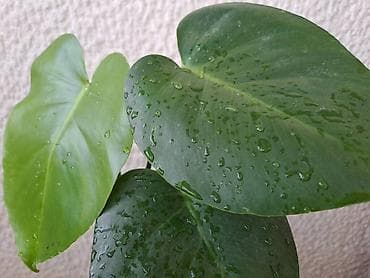 Filadendron, Asparagus, Filadendron Brasil, velike biljke, pogodne za at lalafo.rs — 1 Filadendron, Asparagus, Filadendron Brasil, velike biljke, pogodne za — 1